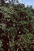 Populus deltoides, habit