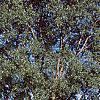 Populus deltoides, habit