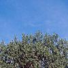 Populus deltoides, habit