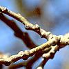 Populus tremuloides, flowers