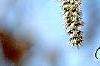 Populus tremuloides, flowers