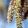 Populus tremuloides, flowers