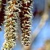 Populus tremuloides, flowers