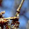 Populus tremuloides, flowers