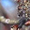 Populus tremuloides, flowers