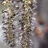 Populus tremuloides, flowers