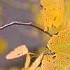 Populus tremuloides, fall color