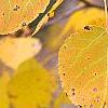 Populus tremuloides, fall color