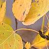 Populus tremuloides, fall color