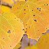 Populus tremuloides, fall color