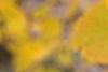 Populus tremuloides, fall color