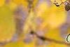 Populus tremuloides, fall color