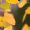 Populus tremuloides, fall color