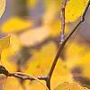 Populus tremuloides, fall color