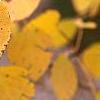 Populus tremuloides, fall color