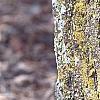 Populus tremuloides, bark