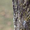 Populus tremuloides, bark