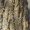 Populus tremuloides, bark