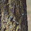Populus tremuloides, bark