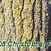 Populus tremuloides, bark