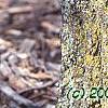 Populus tremuloides, bark