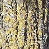 Populus tremuloides, bark