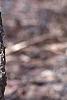 Populus tremuloides, bark