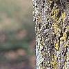 Populus tremuloides, bark
