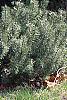 Salix caprea, habit