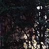 Salix caprea, habit