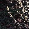 Salix caprea, habit