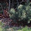 Salix caprea, habit