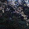 Salix caprea, habit