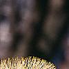 Salix caprea, flowers