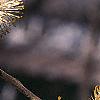 Salix caprea, flowers