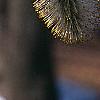 Salix caprea, flowers