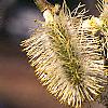 Salix caprea, flowers