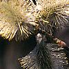 Salix caprea, flowers