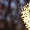 Salix caprea, flowers