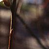 Salix caprea, flowers