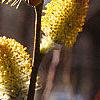 Salix caprea, flowers