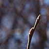 Salix caprea, flowers