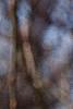 Salix caprea, flowers