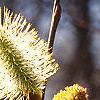 Salix caprea, flowers