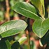 Salix gracilistyla, leaves