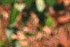 Salix gracilistyla, leaves
