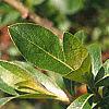 Salix gracilistyla, leaves