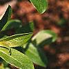 Salix gracilistyla, leaves
