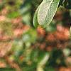 Salix gracilistyla, leaves