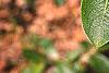 Salix gracilistyla, leaves